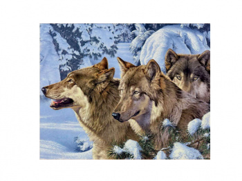 Картина по номерам арт. RA73839 Стая волков 40*50 в кор.